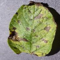 Cacao Diseases project thumbnail