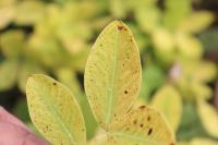 groundnut_disease project thumbnail