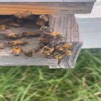 bee project thumbnail