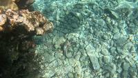 Octopus and friends project thumbnail