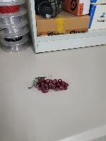 20240822_grape_train project thumbnail