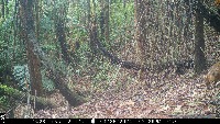 Formosan_macaque project thumbnail