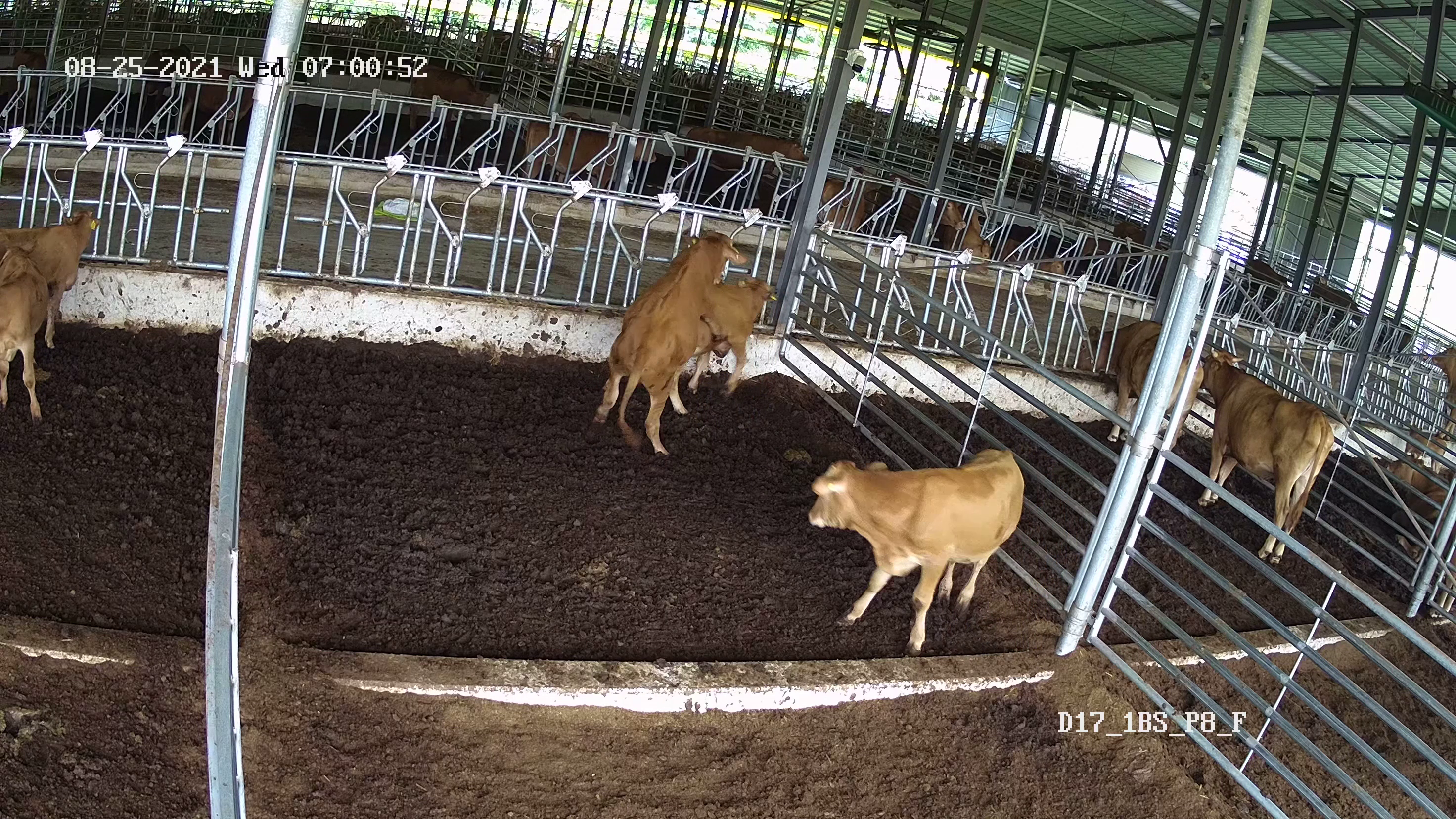 Cow Db cow Object Detection Dataset by cow