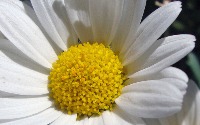 multi_flowers project thumbnail