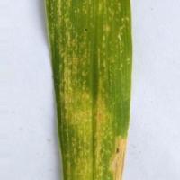 Corn Leaf Disease Detection project thumbnail