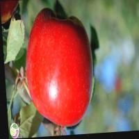 Apples ripeness detection Object Detection Dataset by AI based Apples ...