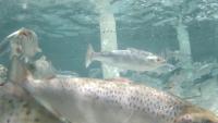 SALMON3 project thumbnail