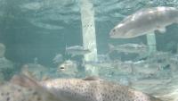 Salmon4 project thumbnail