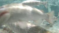 Salmon5 project thumbnail