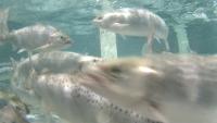 Salmon2 project thumbnail