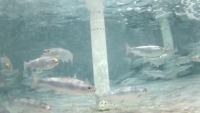 Find salmon 2 project thumbnail