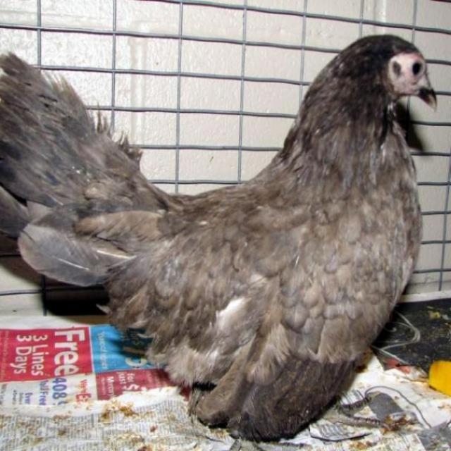 Chicken Object Detection Dataset and Pre-Trained Model by UIT