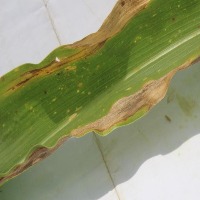 Maize detection project thumbnail