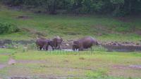 elephant project thumbnail