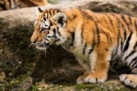 Tiger project thumbnail
