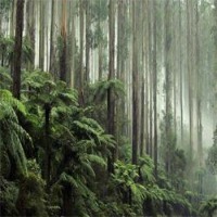 forest-fire-classificaion project thumbnail