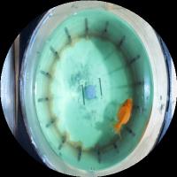 fish top view project thumbnail