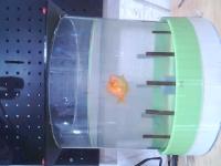 fish top side project thumbnail