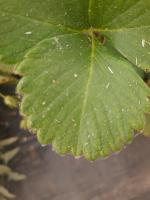 Strawberry Dataset project thumbnail