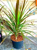 decorative-plants-classifier project thumbnail