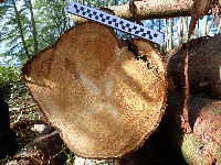 logsv2 project thumbnail