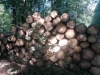 logs project thumbnail