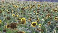 Sunflower project thumbnail