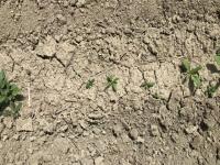 sugar_beet project thumbnail