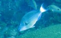 bird fish project thumbnail