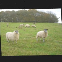 Dataset Image