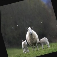 Dataset Image