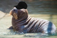Walrus in cap project thumbnail