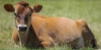 Animal Detection project thumbnail