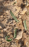 weed detection project thumbnail