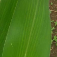 corndata project thumbnail