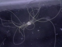 Microcystis2 project thumbnail