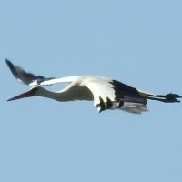 BirdsDetection project thumbnail
