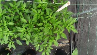 Chili Plant Health Monitoring project thumbnail