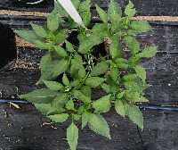 Chilli Leaf project thumbnail