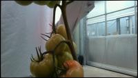 tomatoes-old project thumbnail