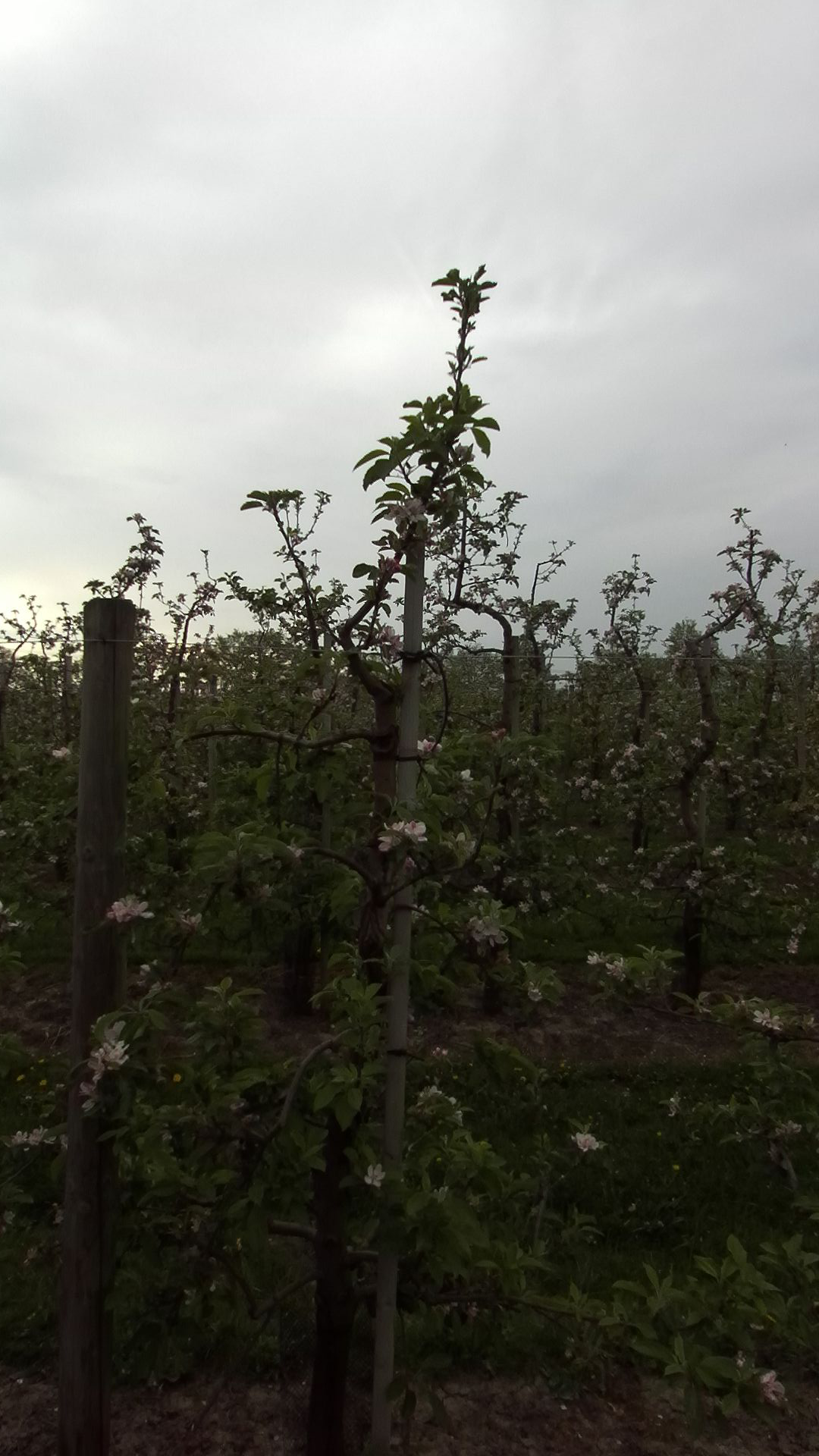 uni_dataset_ Object Detection Dataset by Abhishek Singh Suraj