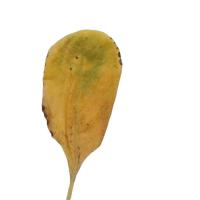 CauliFlower Disease Detection project thumbnail