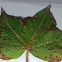 Cotton Disease Detection project thumbnail