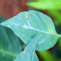 Chilli Disease Detection project thumbnail