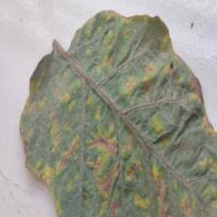 Eggplant  Disease Detection project thumbnail