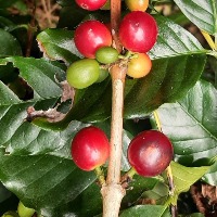 coffee cherries  project thumbnail