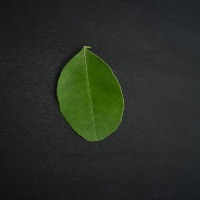 Medcinal Plant Classification project thumbnail