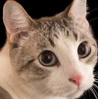 Dogs Cats project thumbnail