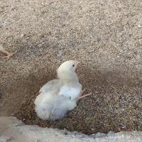 Chicken-Week-2 project thumbnail