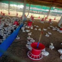 Chicken-Week-3 project thumbnail